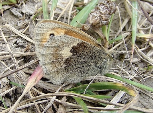small heath